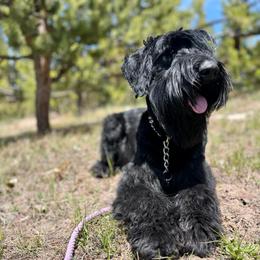 Future GS puppy - Black male Giant Schnauzer puppy in Tabernash, Colorado from Schnauzer Paw Homestead