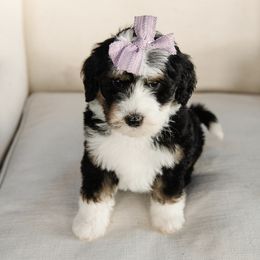 'Lady' Purple Collar Female - Tri-color female Bernedoodle puppy in Kamas, Utah from A + E Farms