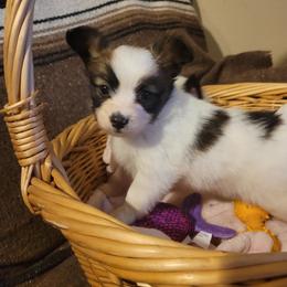 Boy 2 - Red white and sable male Papillon puppy in Florida from Tammy's Papillon Playpen