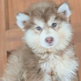 Boy 2 - Red and white male Siberian Husky puppy in Laurel Springs, North Carolina from Siberial