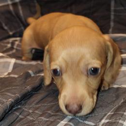 Magellan - Red male Dachshund puppy in Suffolk, Virginia from Mini Love Bugs