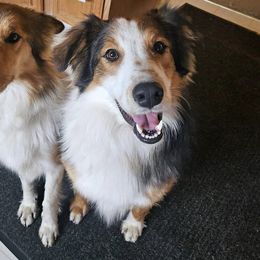Rushy - Old Time Scotch Collie