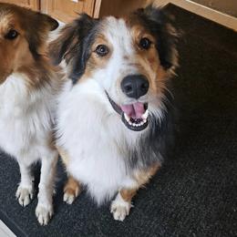 Rushy - Old Time Scotch Collie