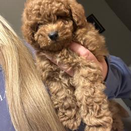 Milo - Red  male Goldendoodle puppy in Sylacauga, Alabama from Lorel’s Doodles