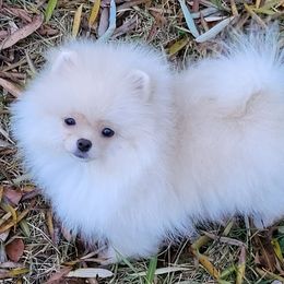 Annalese - Cream female Pomeranian puppy in Paw Paw, Michigan from Fairy Tale Poms & English Toy Spaniels