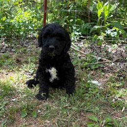 Boy 1 - Black male Double Doodle puppy in Jonesborough, Tennessee from Dry Creek Siberians