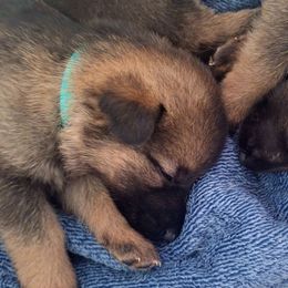 Girl 4 - Sable female German Shepherd puppy in Oconomowoc, Wisconsin from Vom Haus Borchardt GSD Kennels