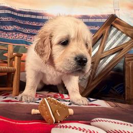 Girl 3 (Rollei) (red collar) - Light golden female Golden Retriever puppy in Hubbard, Ohio from Whickering Pines Golden Retrievers