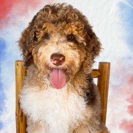 Cap (Captain America) - Red merle male Aussiedoodle puppy in Springfield, Missouri from Aspen River Doodles