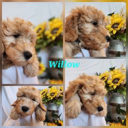 Jean (Grey) - Apricot female Goldendoodle puppy in Goodyear, Arizona from The Earl Dood(le)s