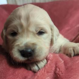 Pink - Light golden female Golden Retriever puppy in Roseburg, Oregon from Unbound Goldens