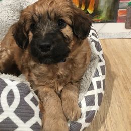 Aussiedoodle Puppies from North Idaho Miniature Aussiedoodles