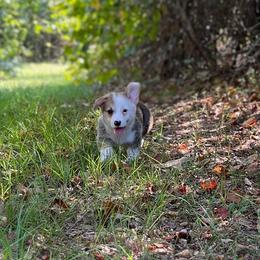 Banner - Sable male Pembroke Welsh Corgi puppy in Hope, Arkansas from Foxy Knoll Farm