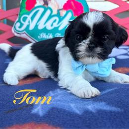 Tom - Black and white male Shih Tzu puppy in Hemet, California from Aloha Shih Tzu