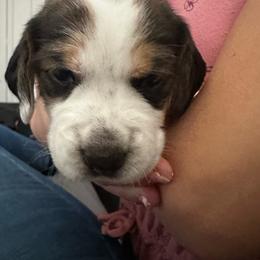 Uno (was 1st born) - Black white and tan female Beagle puppy in Sacramento, California from Alton Beagles