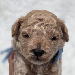 Donatello - Brown male Bernedoodle puppy in Vernon, Texas from Sugarland's Texas Goldendoodles