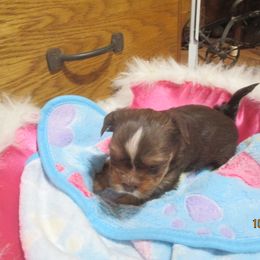 Yorkshire Terrier Puppies from Grandma's Yorkie Cottage