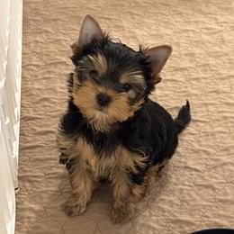 Mia - Blue and gold female Yorkshire Terrier puppy in Portland, Oregon from Bohemian Beauty Yorkshire Terrier
