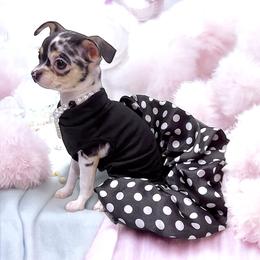 Chihuahua Puppies from Petite Pups LLC
