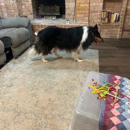 Collie puppies from Regal Lassie's