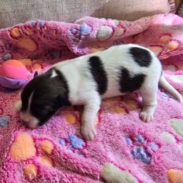 STELLA - Red white and sable female Papillon puppy in Hollister, Missouri from Swan Creek Kennel