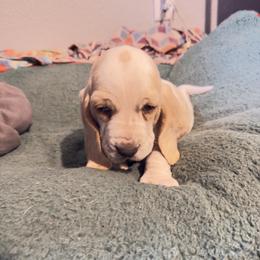 Male 1 - Lemon and white male Basset Hound puppy in Panhandle, Texas from TNT Bassets