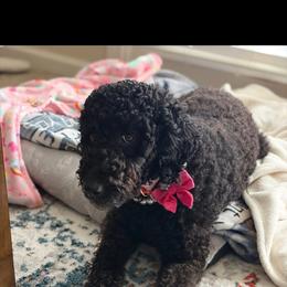 Julie - Goldendoodle