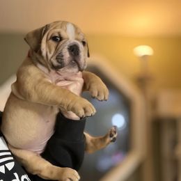 Frankie boy - Fawn male Bulldog puppy in Marysville, Washington from English Bulldogs WA