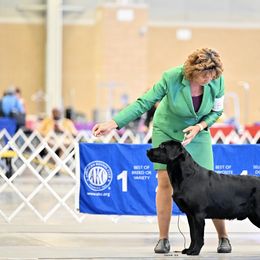 Cruizer - Labrador Retriever