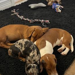 Dachshunds from Dach of Doxies