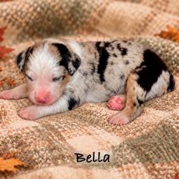 Bella - Blue merle female Australian Shepherd puppy in Howardsville, Virginia from Spectacular Aussies and Cavaliers