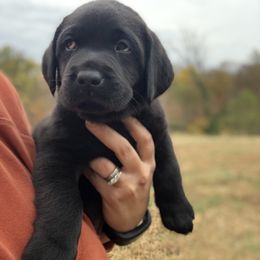 Labrador Retriever Puppies from Mahan Labs