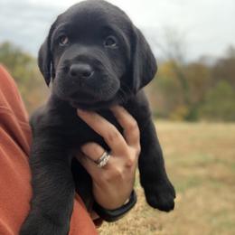 Labrador Retriever Puppies from Mahan Labs