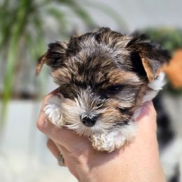 Aisha - Black tan and white female Biewer Terrier puppy in Everett, Washington from 1 Star Dream Pups