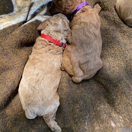 Cockapoo and Rottweiler Puppies from RJ Rotts - Beachy Family Cockapoos