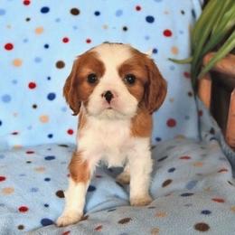 Arlo - Blenheim male Cavalier King Charles Spaniel puppy in San Jose, California from Alpine Meadows Cavaliers