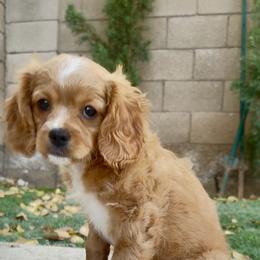 Charley - Apricot male Cavapoo puppy in Gilbert, Arizona from Arizona Toy Cavapoos – Health‐Tested & Home‐Raised