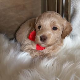 Lucky - Apricot male Goldendoodle puppy in Decatur, Texas from Scherrer Sweet Goldendoodles