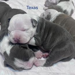 Texas - Blue male American Staffordshire Terrier puppy in Marietta, Georgia from Ambition Amstaffs