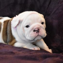 English Bulldog Puppies from Raise The Woof Bulldogs