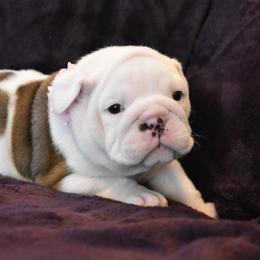 English Bulldog Puppies from Raise The Woof Bulldogs
