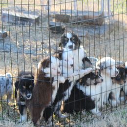 Australian Shepherd Puppies from Westrip Angus & Aussies