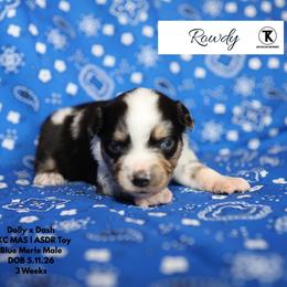 Rowdy Maverick- BMM3 - Blue merle male Toy Australian Shepherd puppy in Nacogdoches, Texas from TK Standard, Mini, & Toy Aussies