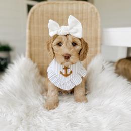 Chef - Yachties - Caramel female Australian Labradoodle puppy in Syracuse, Indiana from The Doodle Cove