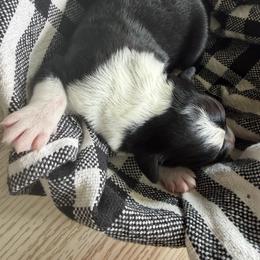 Boy 2 - male Bordoodle puppy in Shelton, Washington from Prophecy Kennels