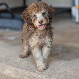 Tang - Sable female Poodle puppy in Laveen, Arizona from Neely Family Poodles