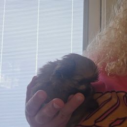 Male 1 - Brown male Mal-Shi puppy in Pleasant Hill, Iowa from Courtney Nicole's Goldendoodles