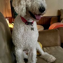 Labradoodles from Poco Doodles