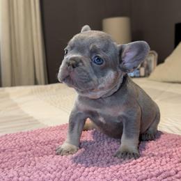 Bluey - Blue male French Bulldog puppy in Bolingbrook, Illinois from Flores Frenchies