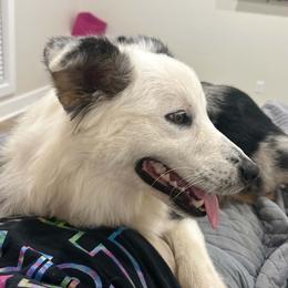 Piper - Australian Shepherd
